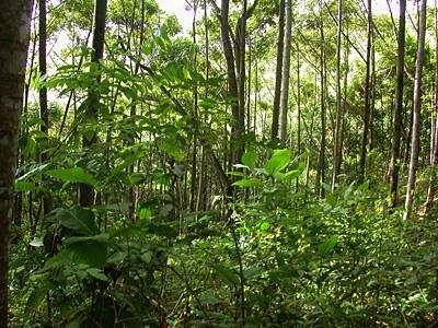 Фотография лиственного леса